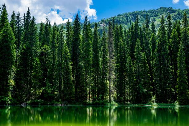 istock Black lake and Coniferous forest 859083124