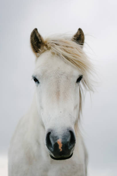 Portrait of white Icelandic horse  on the pasture in Iceland
