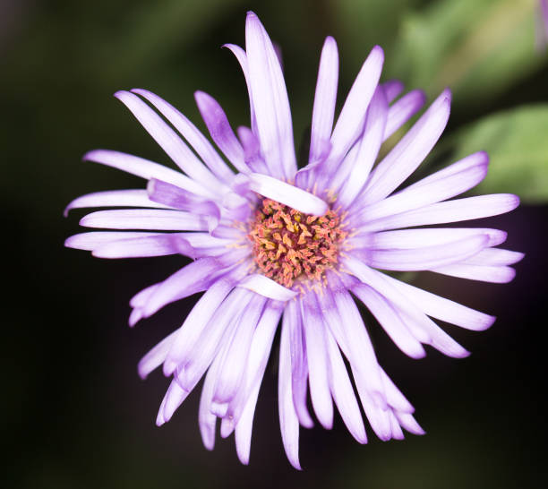 istock beautiful purple flower in nature 859083592