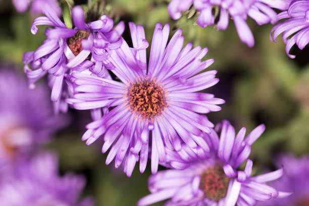 istock beautiful purple flower in nature 859083970