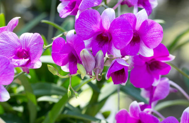 istock Purple phalaenopsis orchid flower 859086978