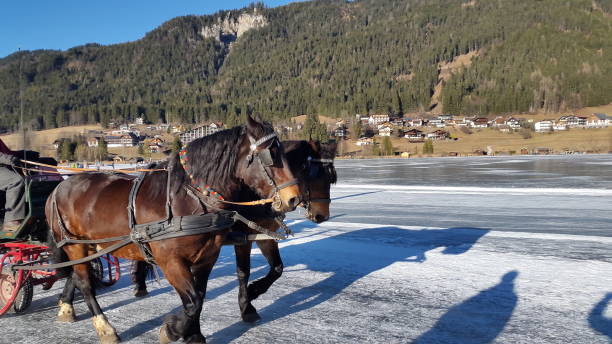 istock Horses on a frozen lake 859087148