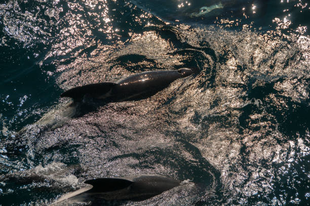 Long-finned Pilot Whales Encounter with long-finned pilot whales, enroute between the Ushuaia and the Falkland Islands. longfin spadefish stock pictures, royalty-free photos & images