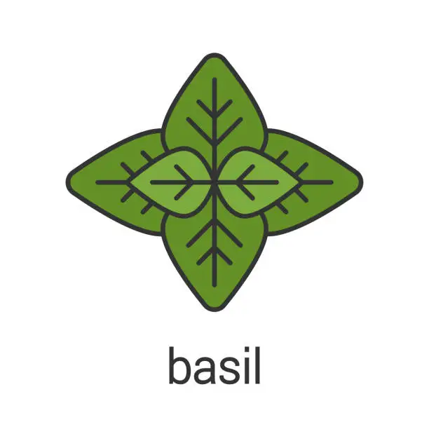 Vector illustration of Basil icon