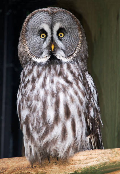istock Great Grey Owl or Lapland Owl 859090772