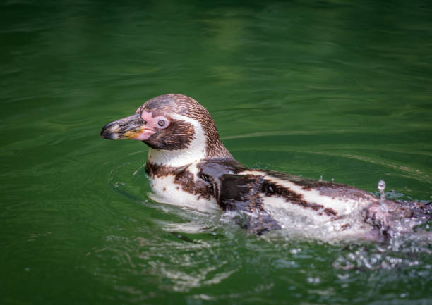 Wildflife animal  Humboldt penguin (Spheniscus humboldti)in water