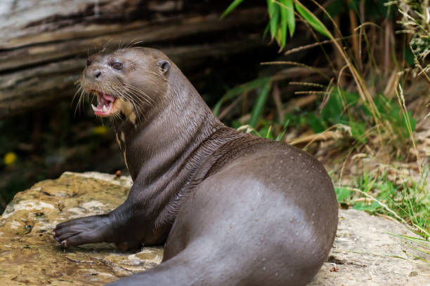 istock Otter giant near river 859090930