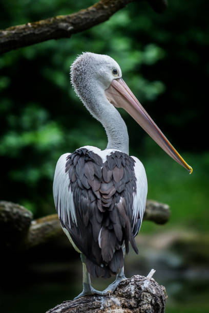 istock Portrait of Australian pelican 859091176