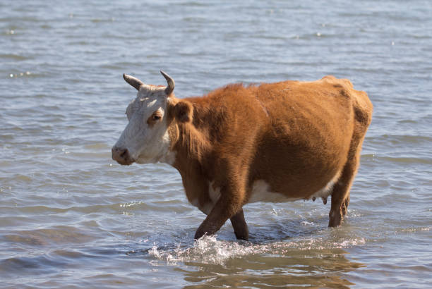istock cow in the water on the lake 859091836