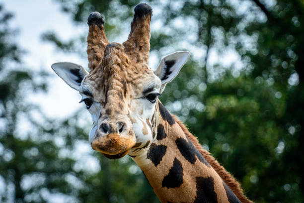 istock Portrait of Giraffe 859094500