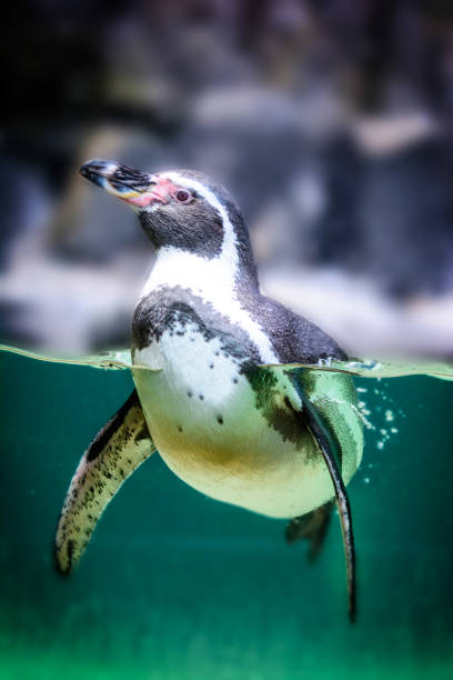 istock Humboldt penguin in water 859094858