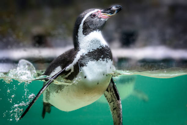 istock Humboldt penguin in water 859094860
