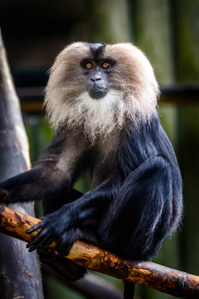 Male Liontailed Macaque Stock Photo - Download Image Now - Africa, Animal, Animal Body Part - iStock Male Liontailed Macaque Stock Photo - Download Image Now - Africa, Animal, Animal Body Part - iStock