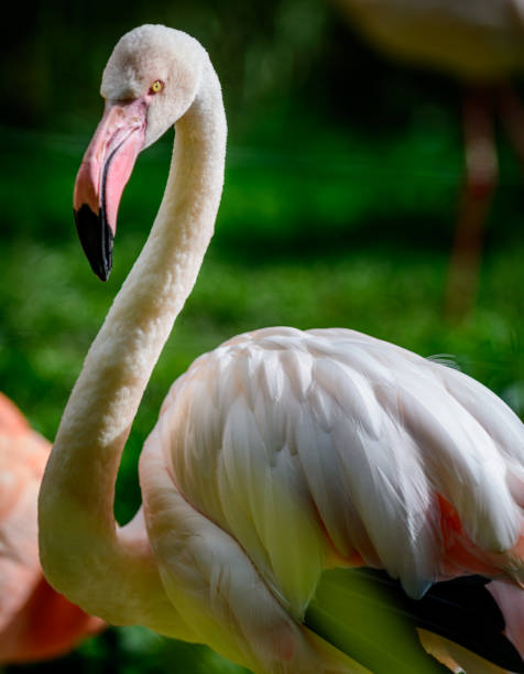 istock Bird American flamingo 859095048