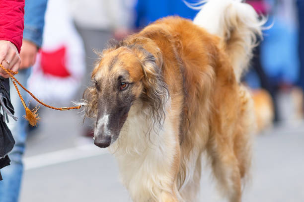 istock Hunting dog close-up 859097516