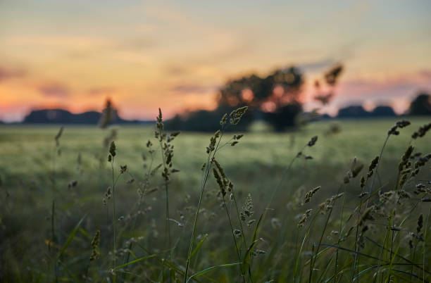 istock Sunset Gras – Stockfoto 859098150
