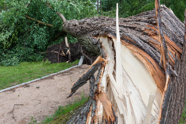 istock Damages after the storm and a hurricane 859098406