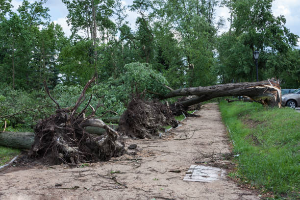 istock Damages after the storm and a hurricane 859100688