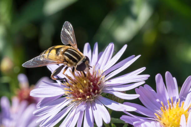 istock The small wasp sitting on a flower (Aster amellus) and feeding on nectar 859101784