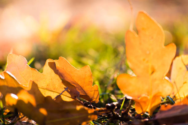 istock Autumn leaves of oak tree on the ground 859101856