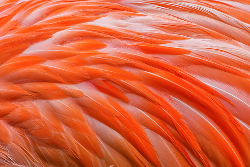 orange american flamingo phoenicopterus ruber feathers texture