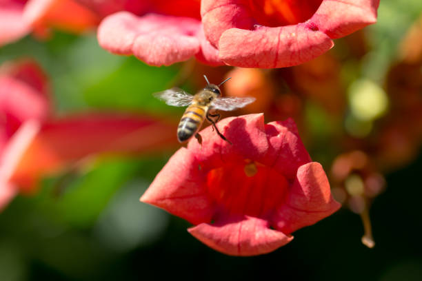istock bee in flight near the red flower 859102082