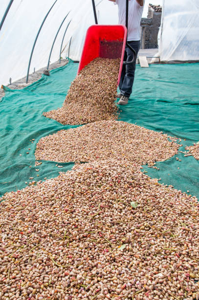 istock Pistachio harvest season 859102084