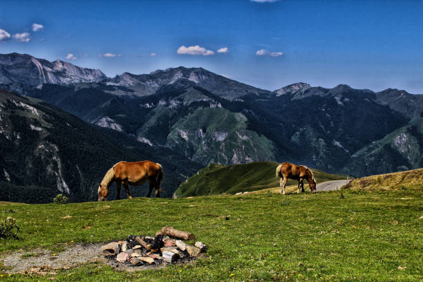istock Horses in the mountains 859102238