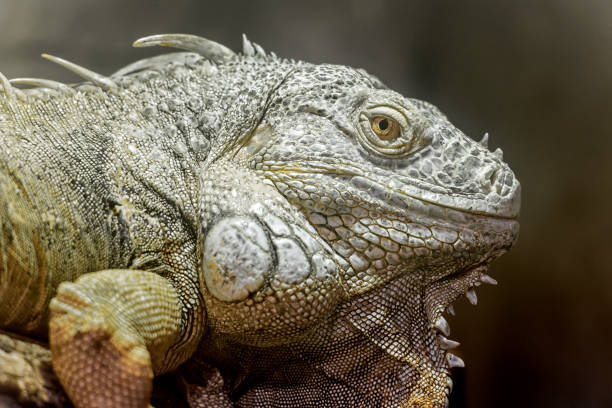 istock american green iguana's head 859102350