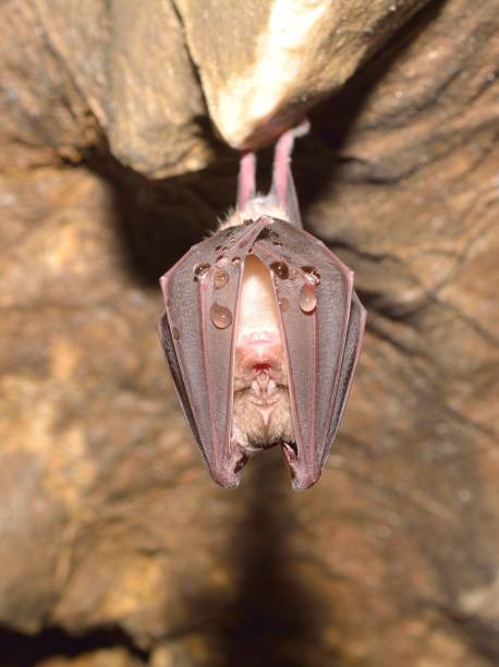 istock Lesser Horseshoe Bat Rhinolophus hipposideros 859107960