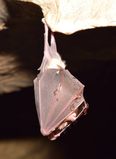 istock Lesser Horseshoe Bat Rhinolophus hipposideros 859107964