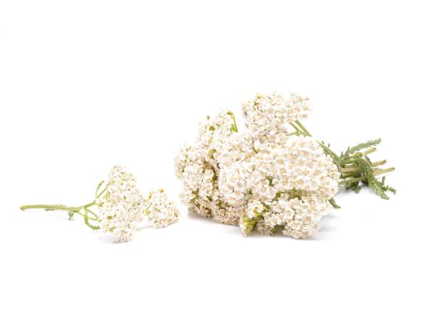 istock White yarrow flowers isolated on white background 859107966