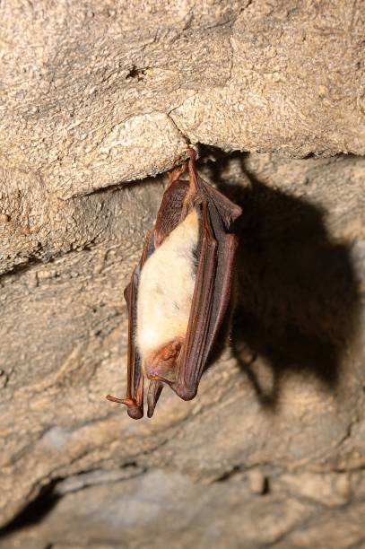 istock Greater mouse-eared bat Myotis myotis 859108022