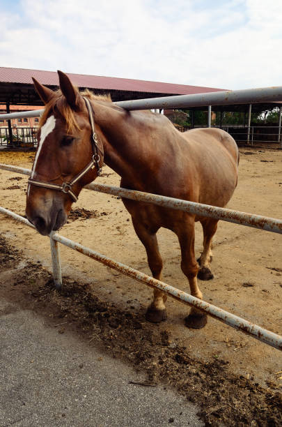 istock Horse by a Fence outside the Stable 859108216