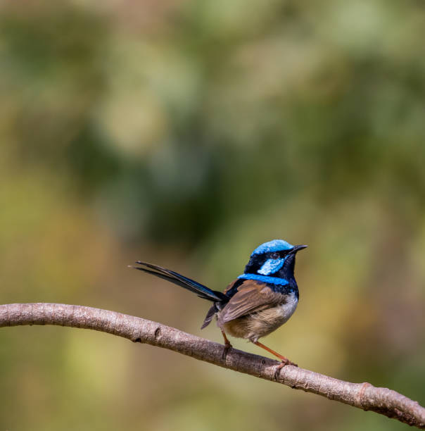 istock Tweeting fairy wren 859112126