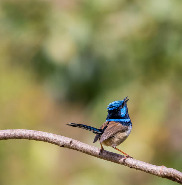 istock Tweeting superb fairy wren 859112154
