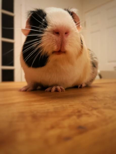 istock Guinea pig on table in dining room 859114516