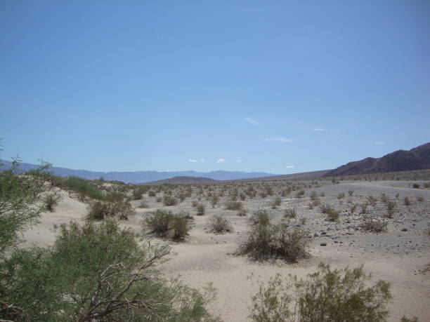 istock Death Valley National Park Shrubbery 859118490