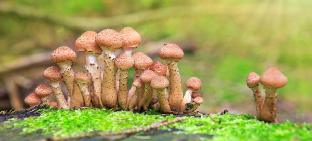 istock Agaric honey fungus in autumn forest 859122634