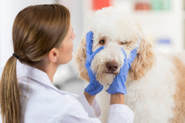 istock Caucasian vet examines a large dog's eyes 859125614