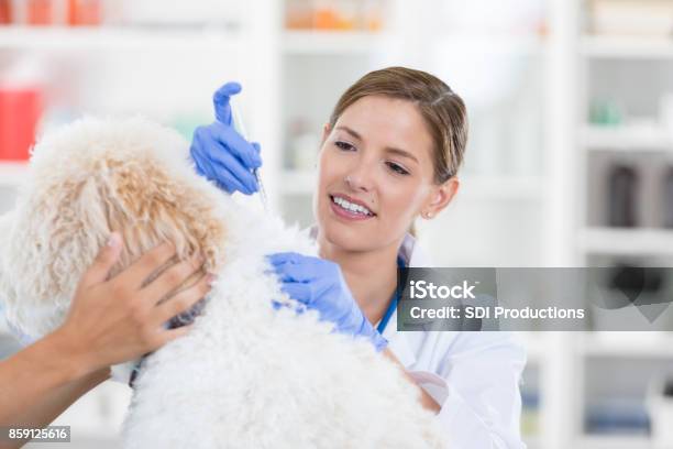 Confident Veterinarian Gives Dog A Vaccination Stock Photo - Download Image Now - Pets, Vaccination, Dog