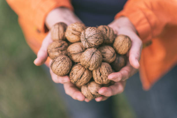 Active Senior woman with handful of walnuts stock photo