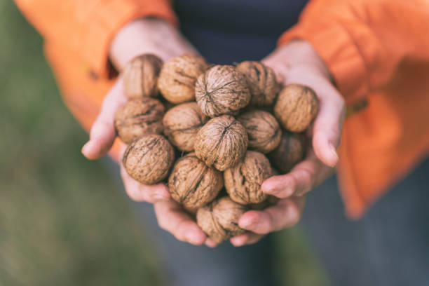 активная старшая женщина с горсть грецких орехов - walnut стоковые фото и изображения