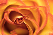 Close-up shot of an orange and yellow rose in full bloom.