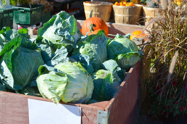 四季の新鮮な養殖の有機農産物 - environment homegrown produce canada north america ストックフォトと画像