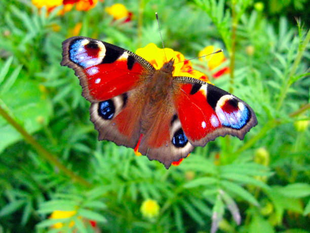 istock The peacock eye on the flower 859132550