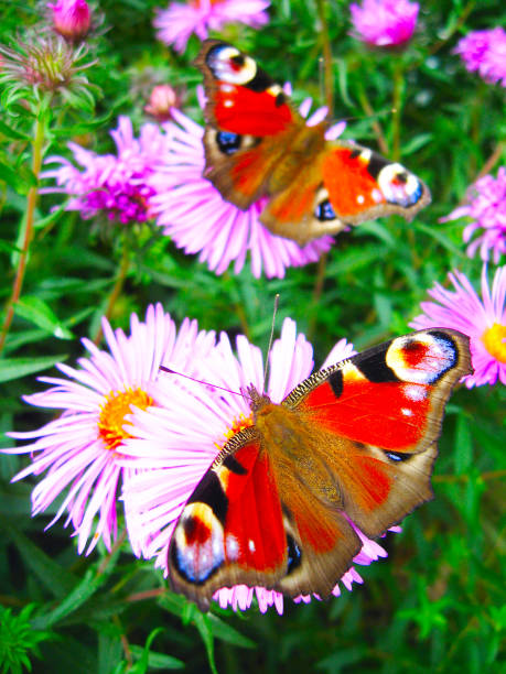 istock The pair of peacock eyes on the asters 859132578