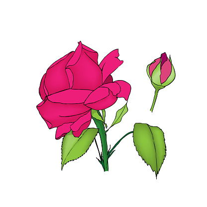 Rose flower and bud. Colored vector illustration on white background