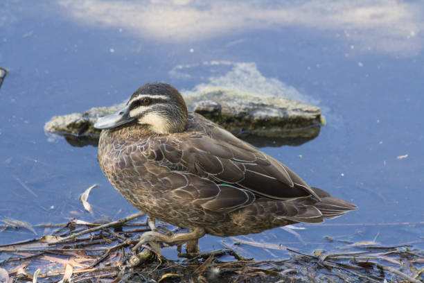 istock Duck on the water swamp Perth Australia 859138464