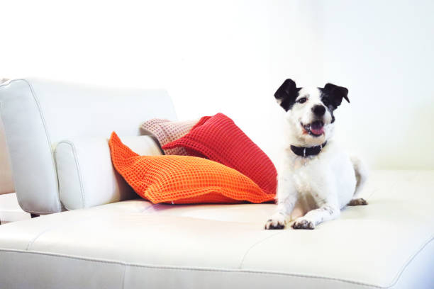 Portrait funny dog mischief. Dirty Jack russell playing on sofa furniture with muddy paws and happy expression.